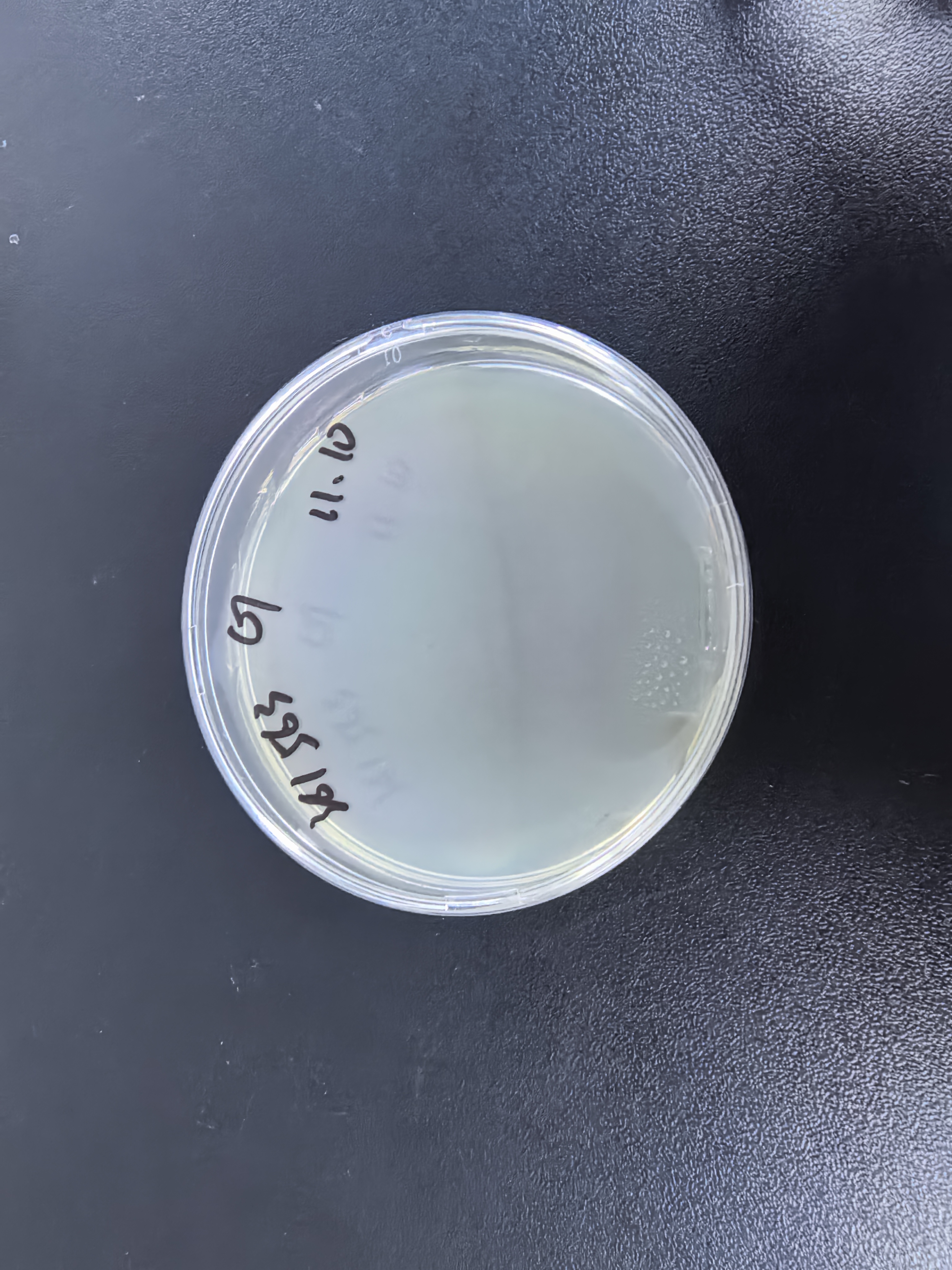 Staphylococcus aureus subsp. aureus deoxyribonucleic acid liquid indoor quality control product-BNCC