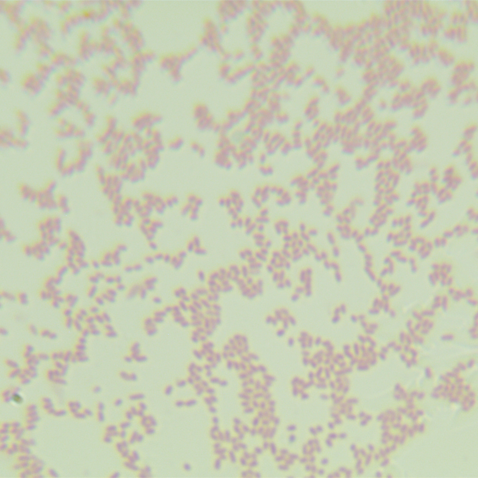 Aromatase-positive Sphingomonas-BNCC