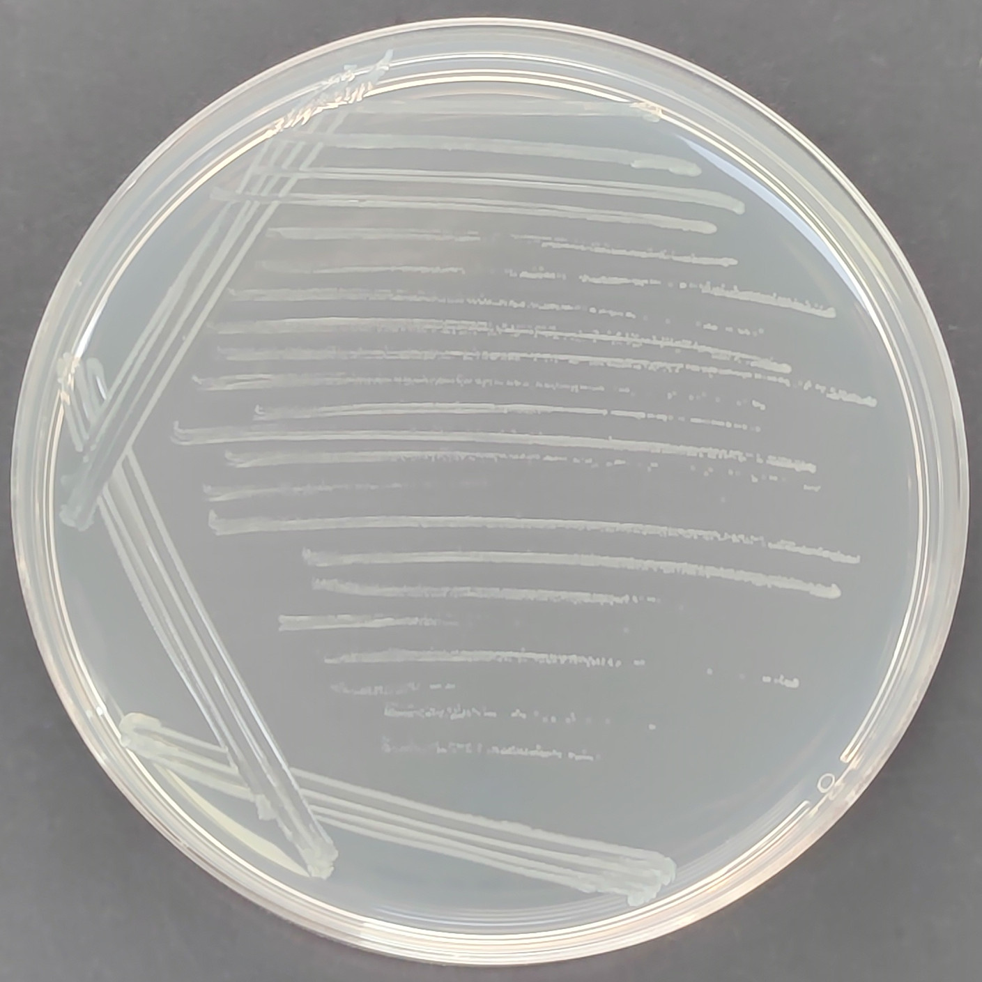 Aromatase-positive Sphingomonas-BNCC