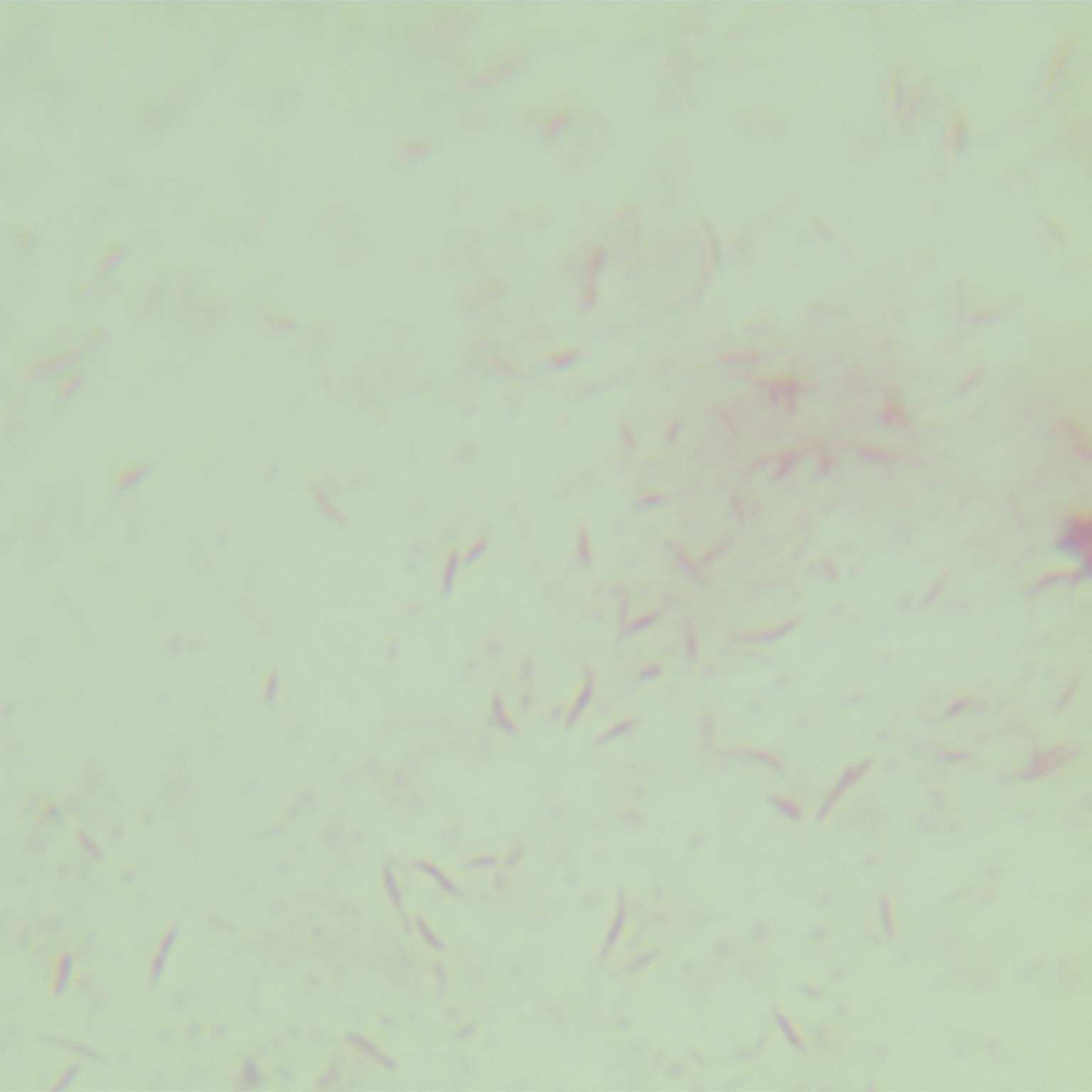 Campylobacter jejuni-BNCC