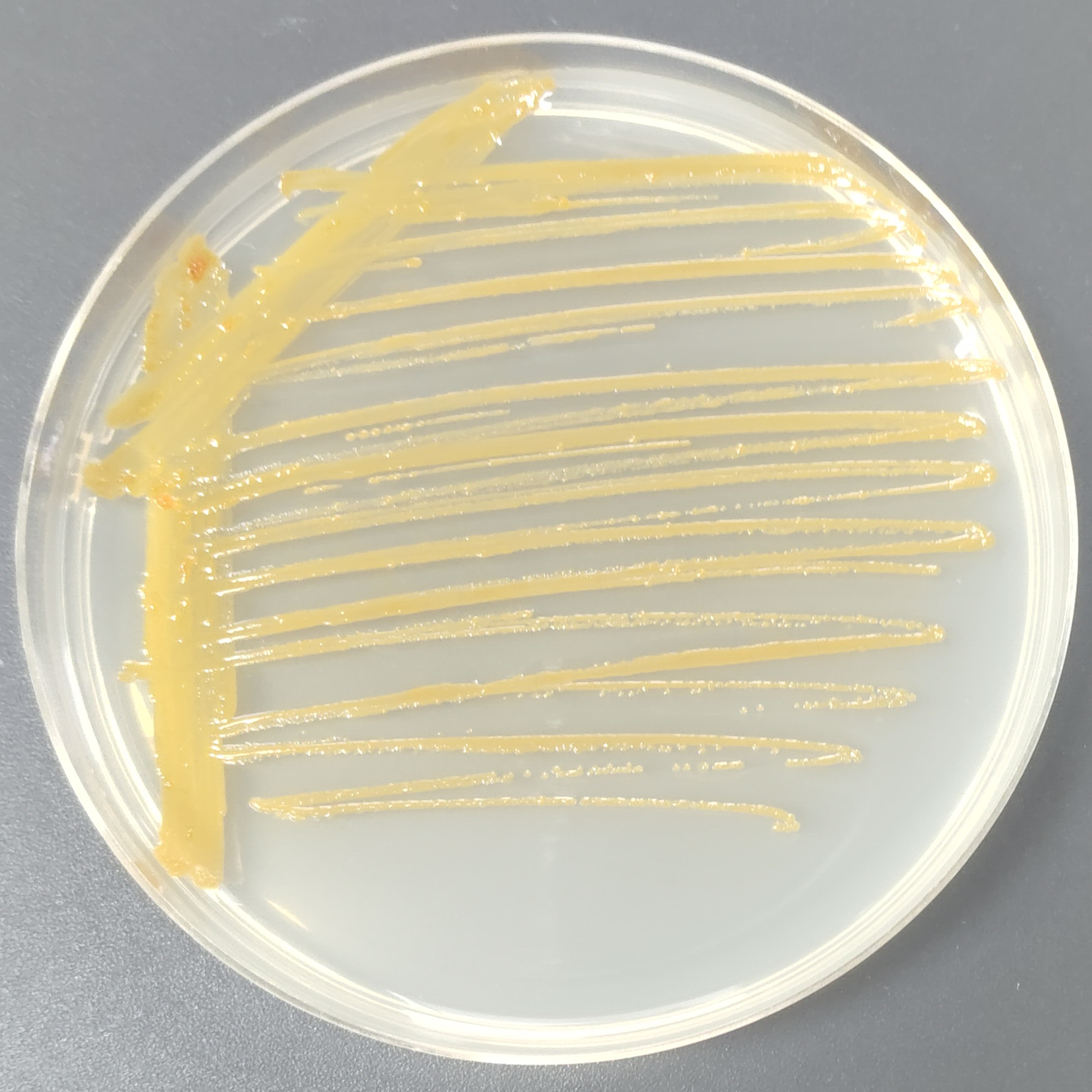 Russell's Left Bell Bacteria-BNCC