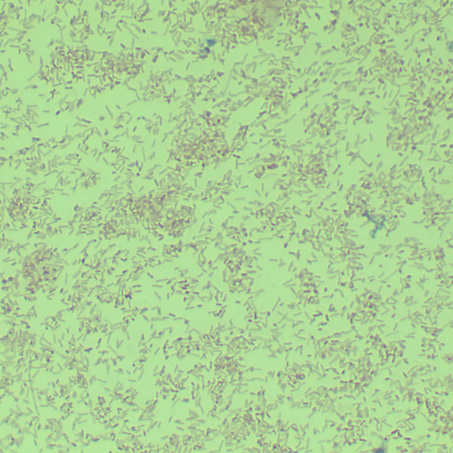 Russell's Left Bell Bacteria-BNCC