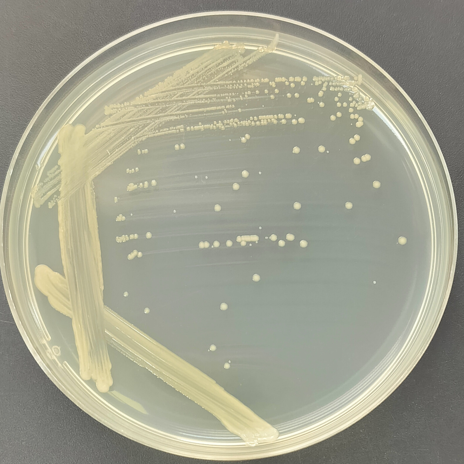 Nitrosomonas nitrosidans-BNCC