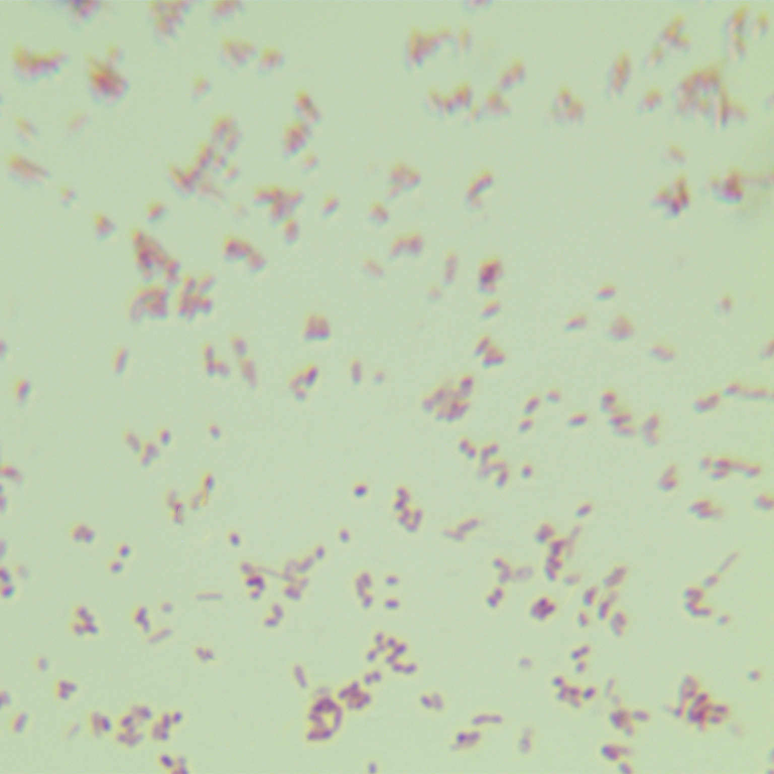 Nitrosomonas nitrosidans-BNCC