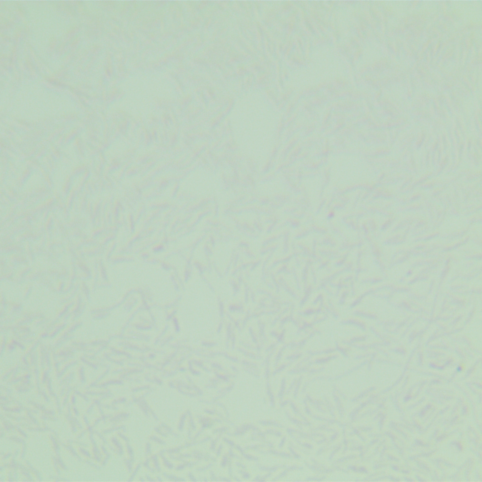SDUM231014-BNCC