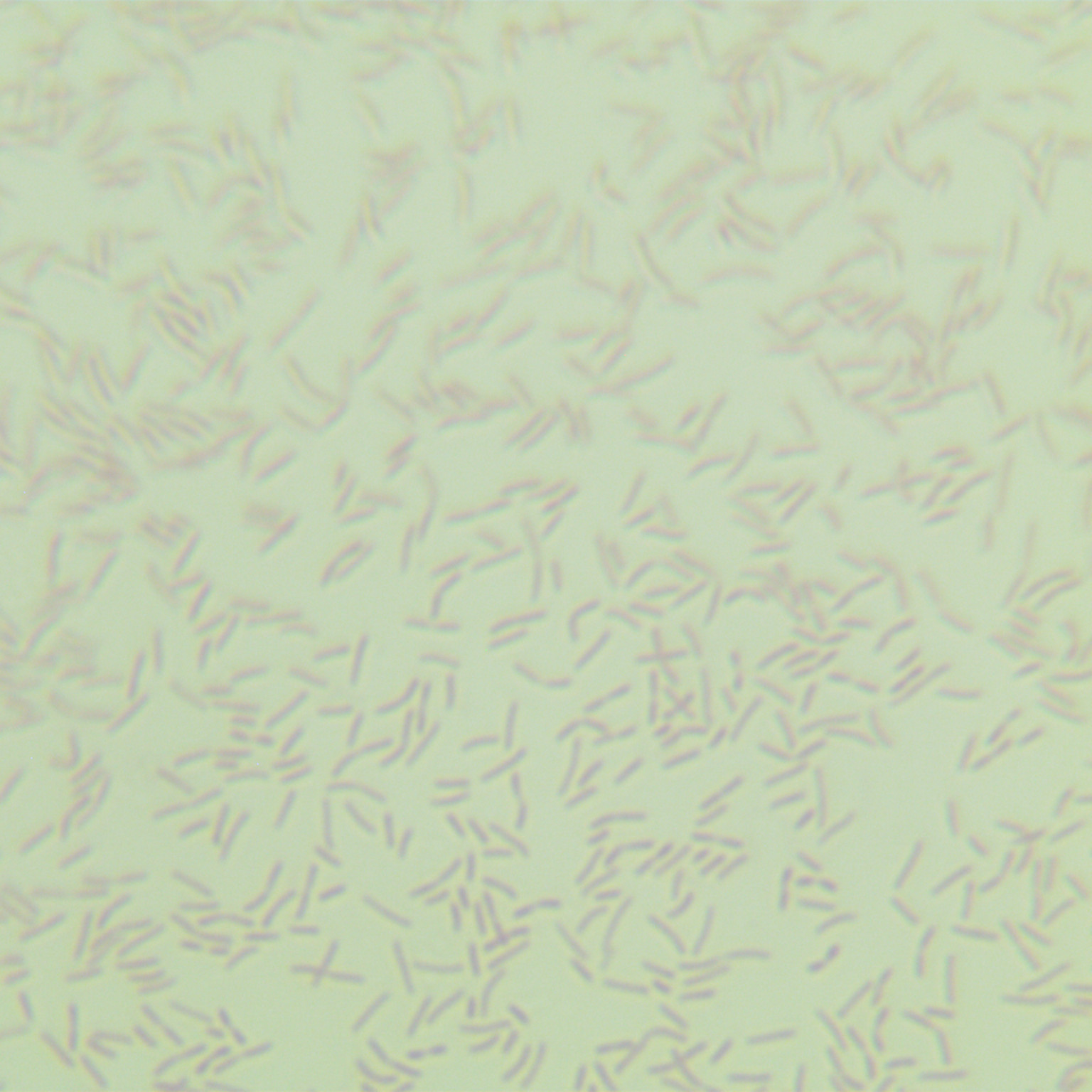 Bacillus subtilis-BNCC