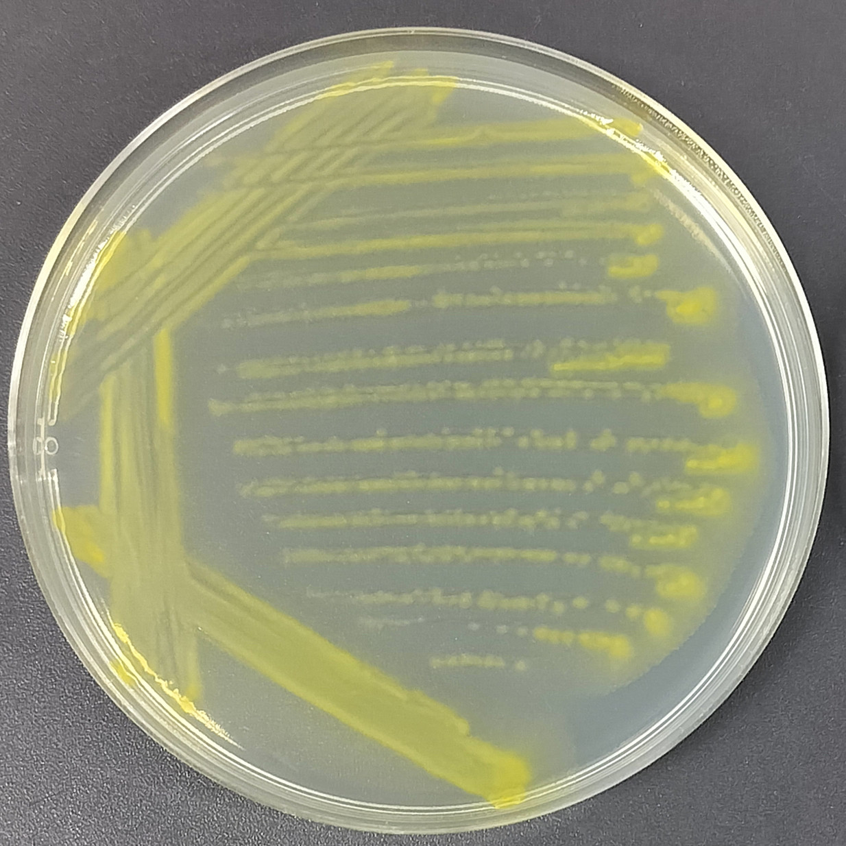 Bacillus subtilis-BNCC