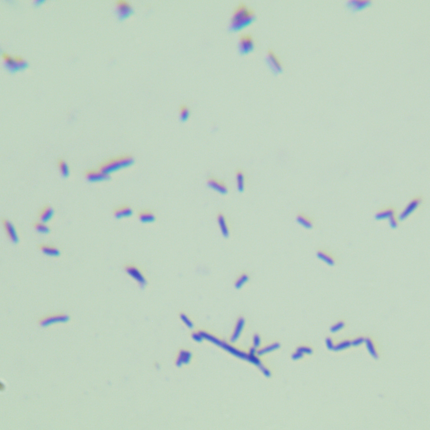 NYSF 224155-BNCC
