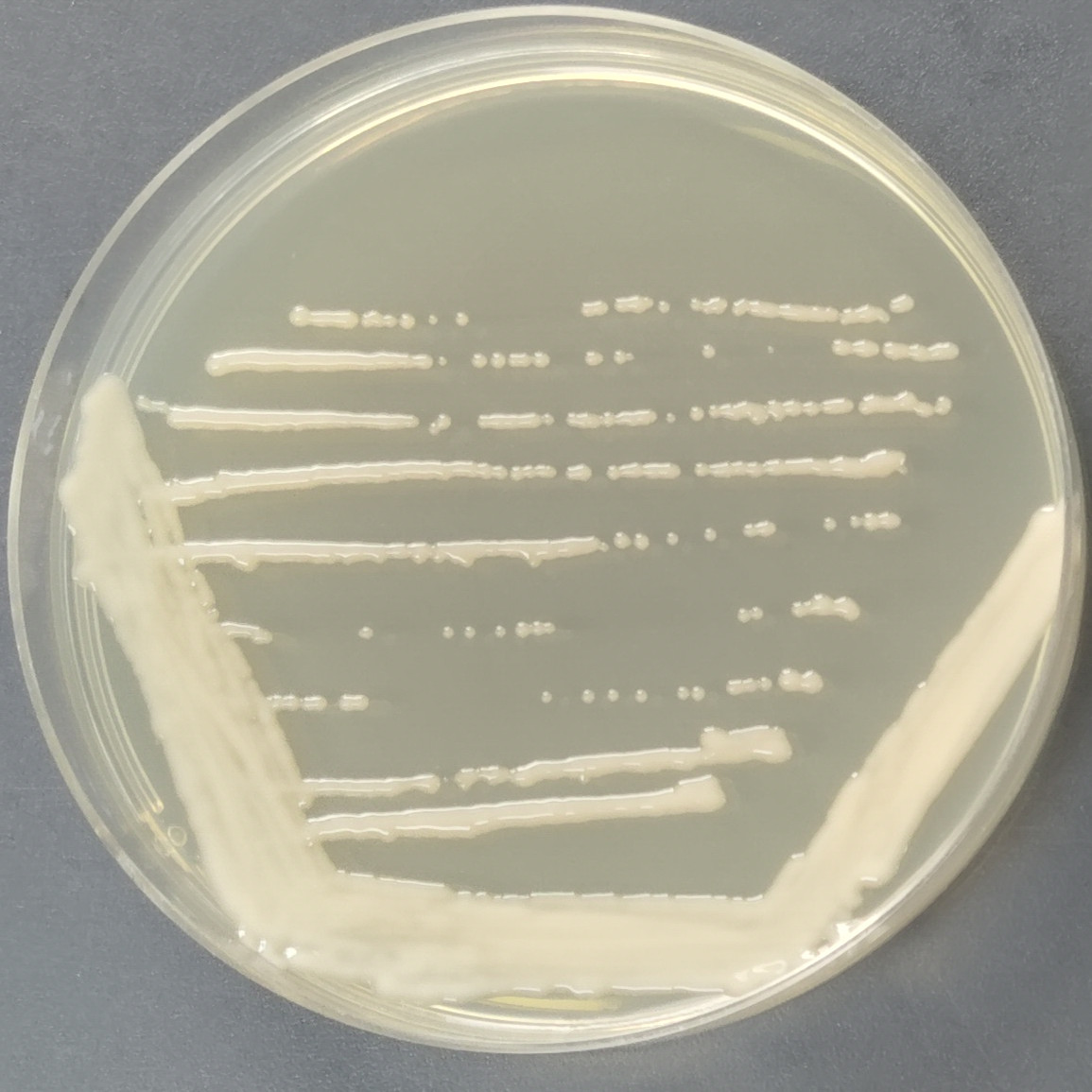 NYSF 223180-BNCC