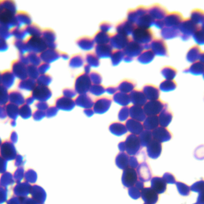 NYSF 223180-BNCC
