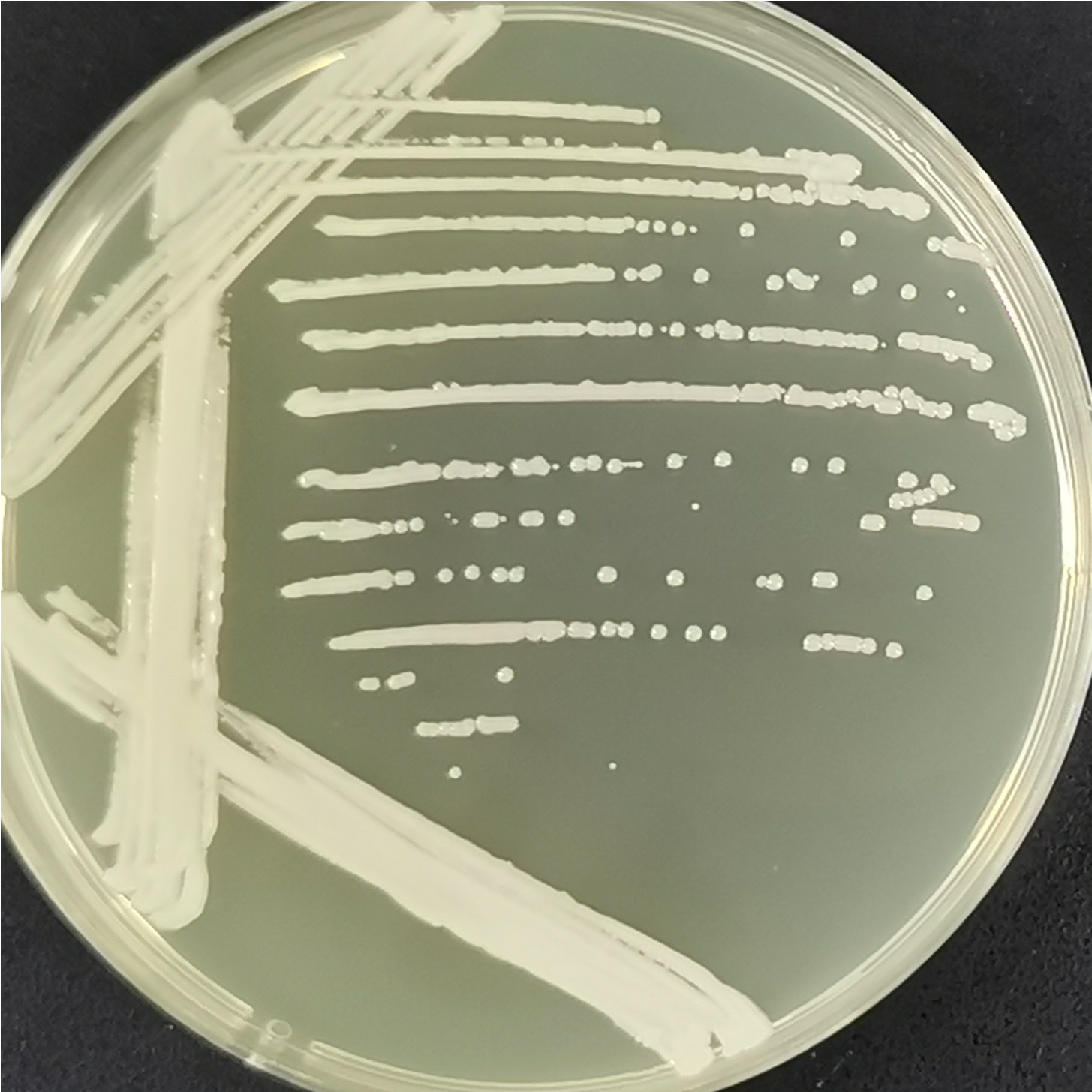 Lactic acid Kruve yeast-BNCC