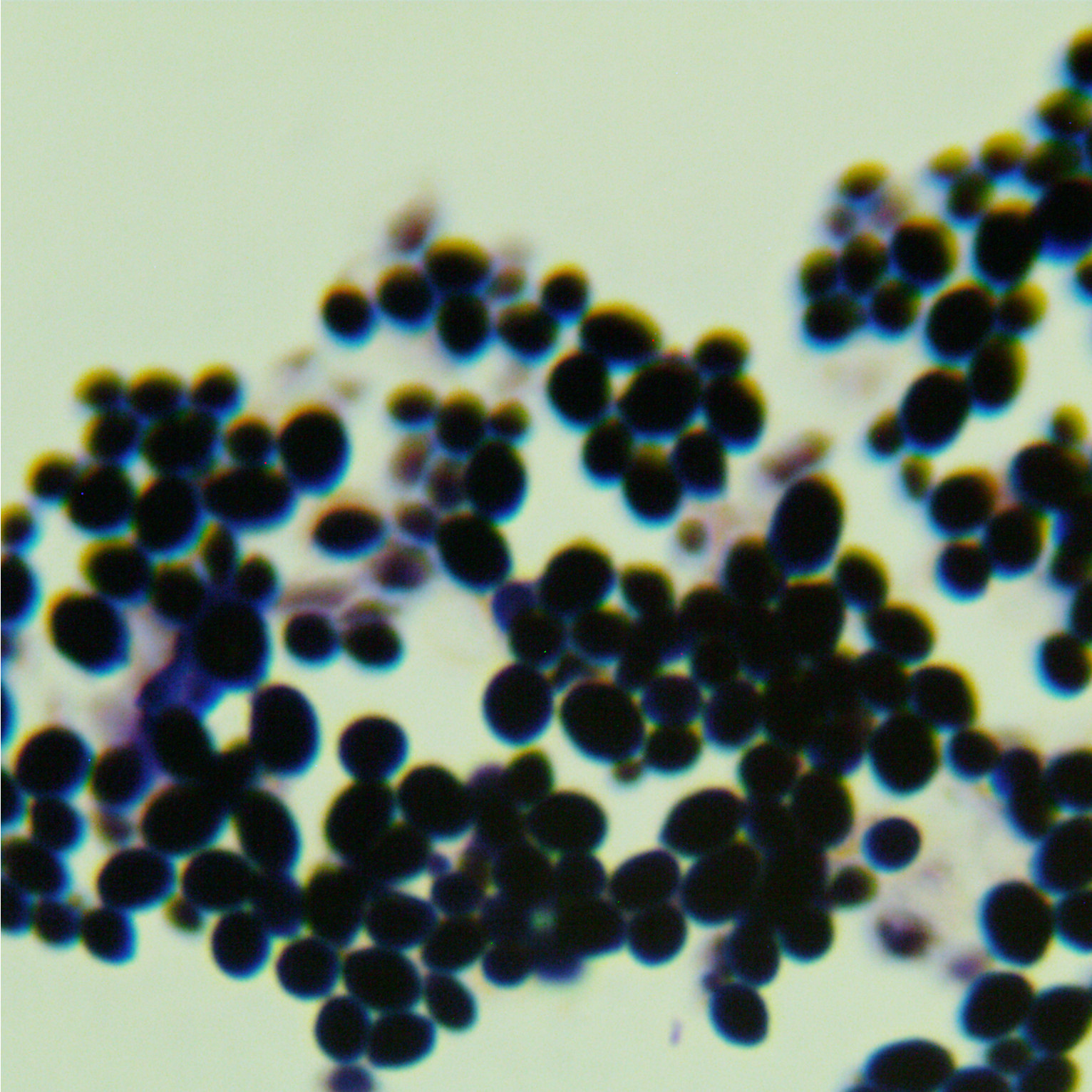 Lactic acid Kruve yeast-BNCC