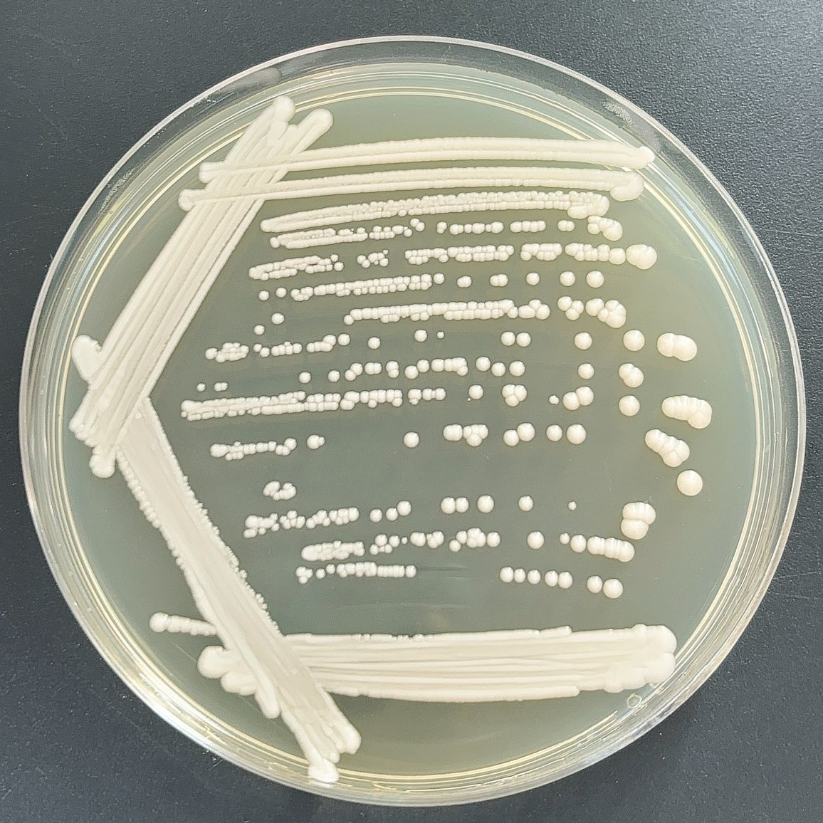 Lactobacillus crudus Yeast-BNCC
