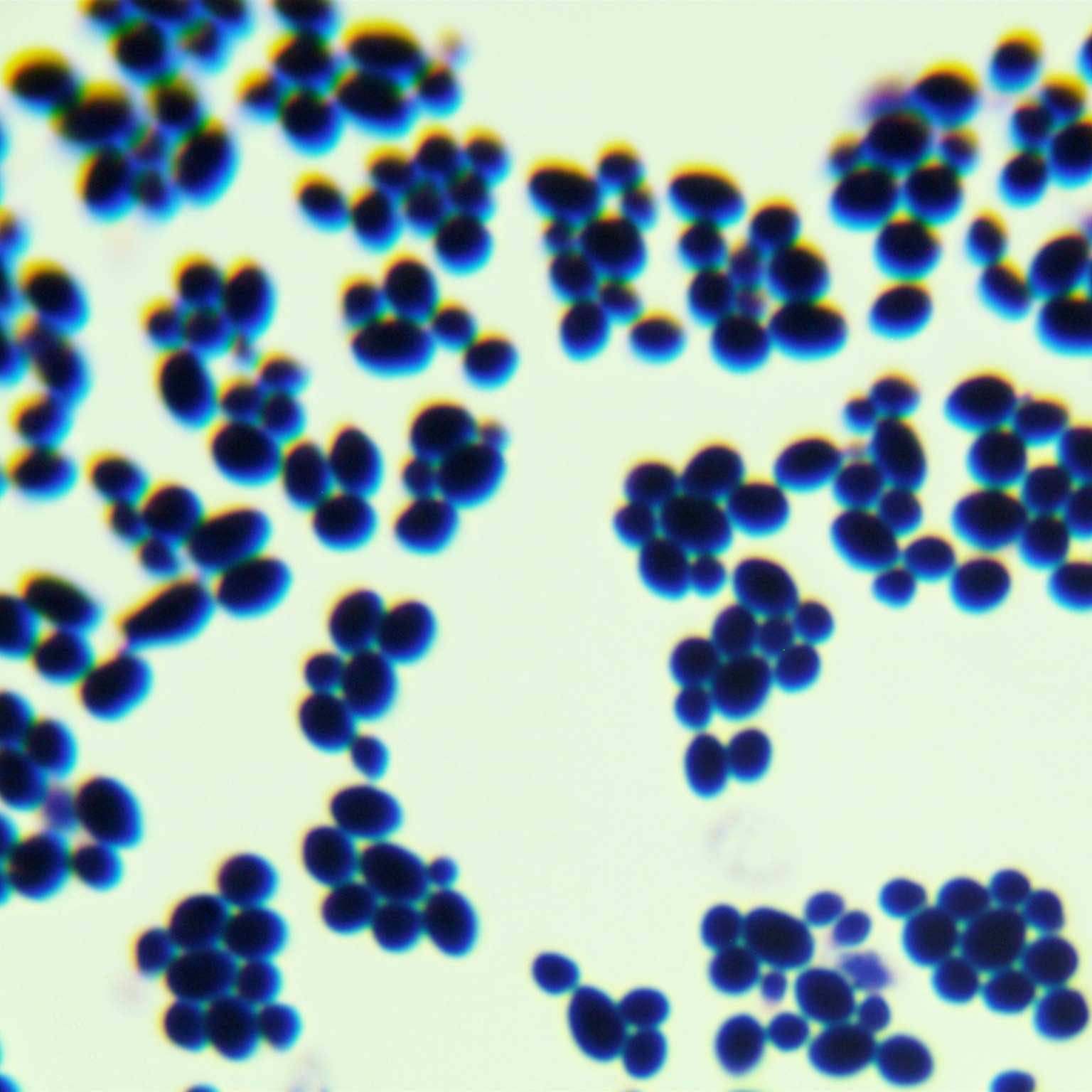 Lactobacillus crudus Yeast-BNCC