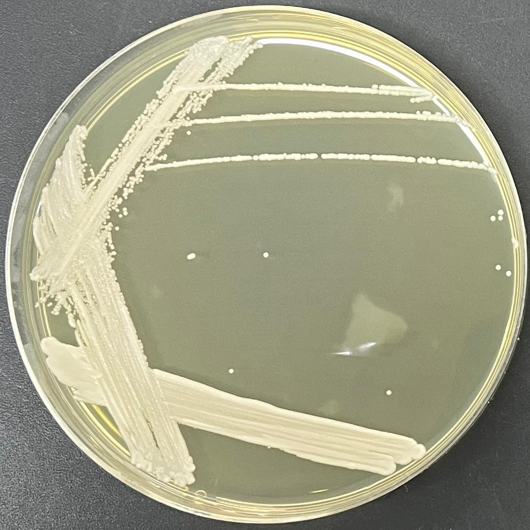 Lactic acid-producing Saccharomyces cerevisiae-BNCC