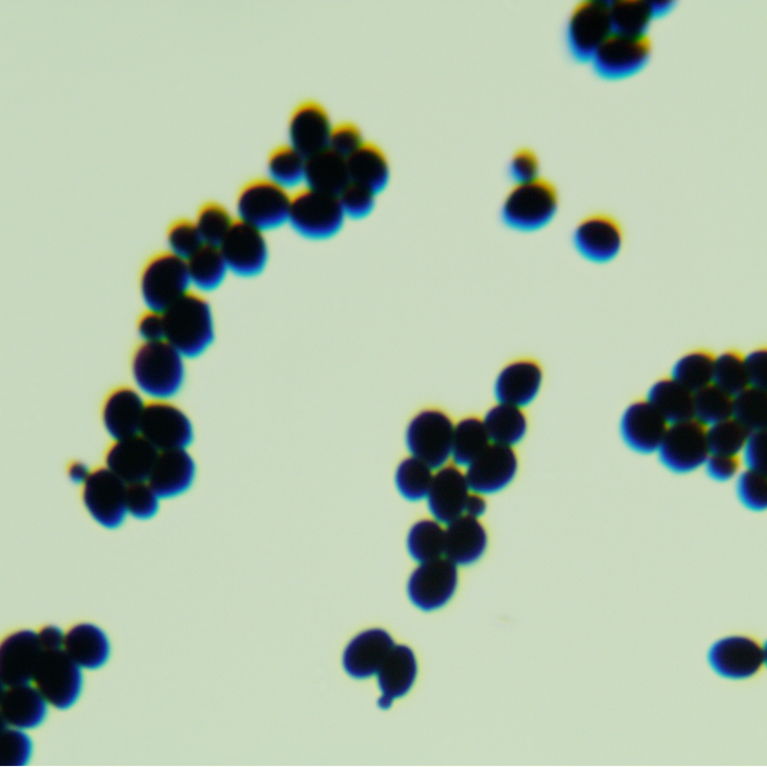Lactic acid-producing Saccharomyces cerevisiae-BNCC