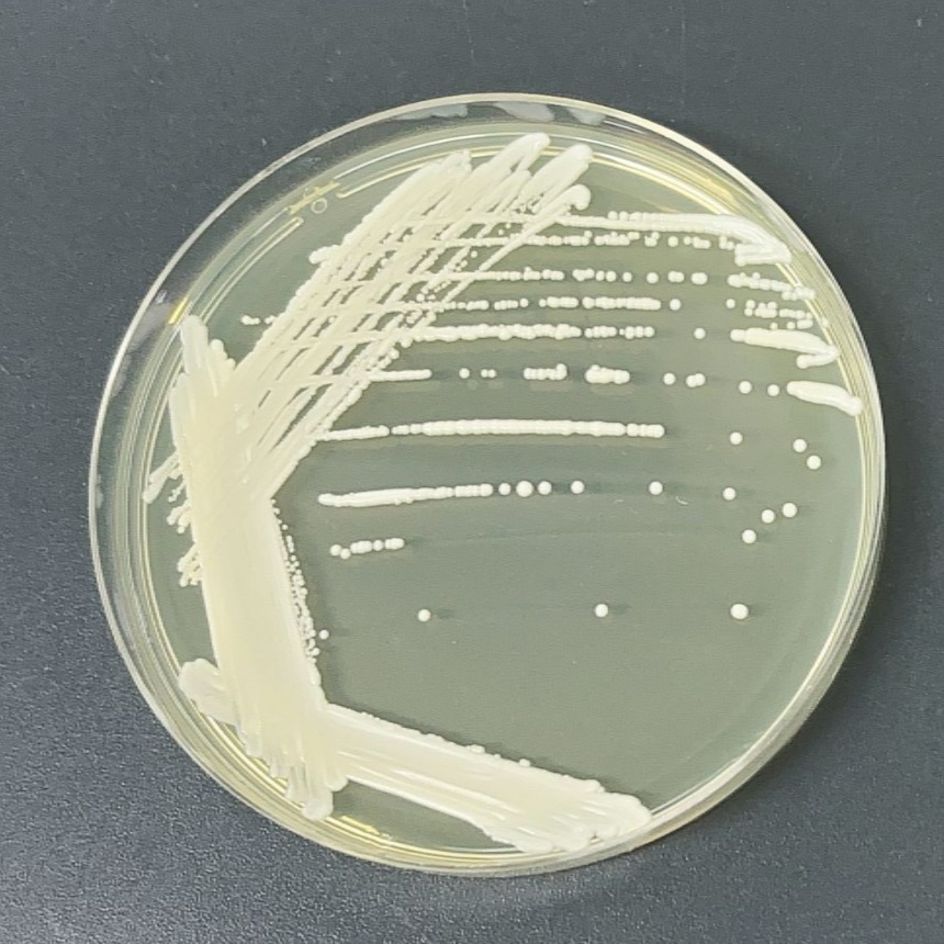 Lactic acid-producing Saccharomyces cerevisiae-BNCC