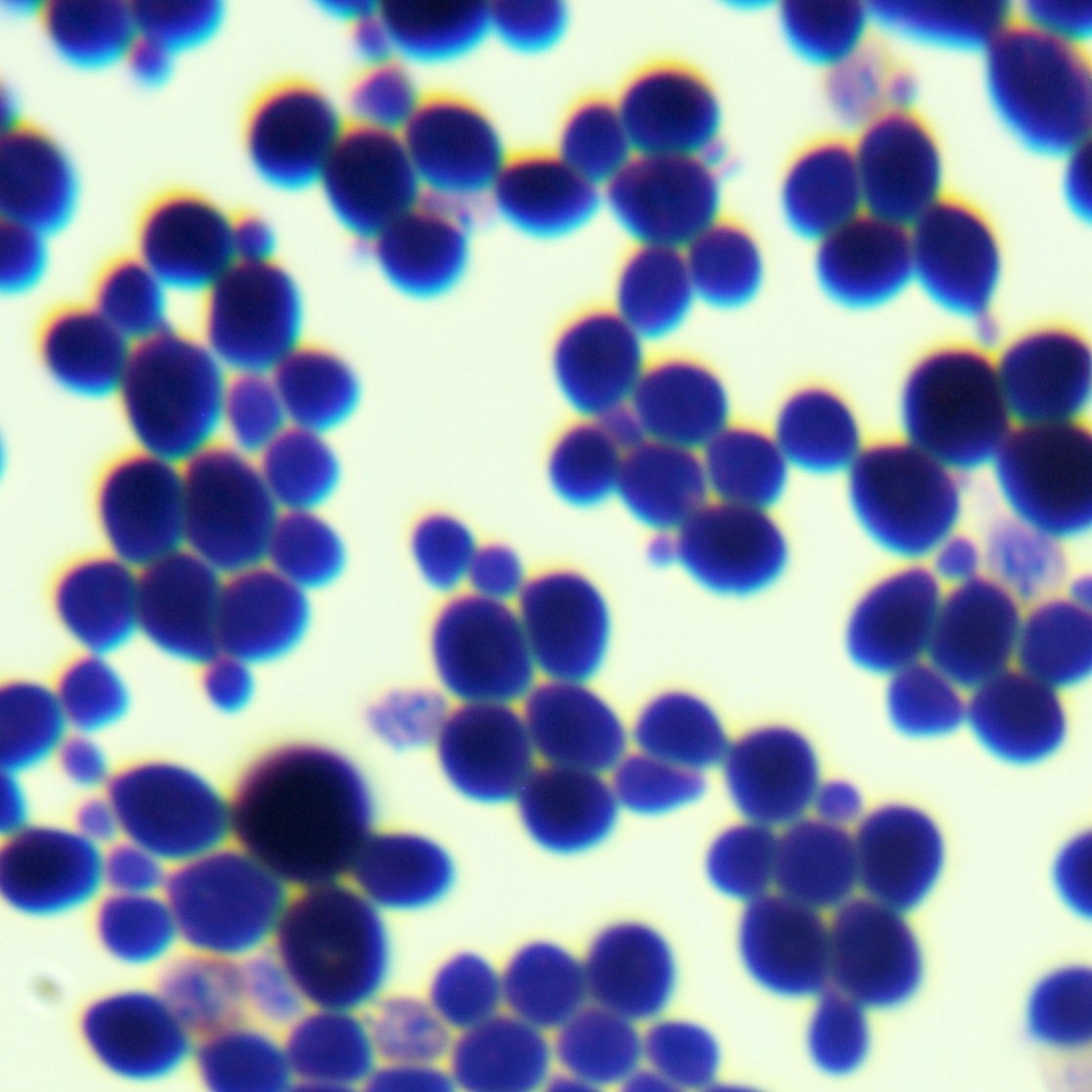 Lactic acid-producing Saccharomyces cerevisiae-BNCC
