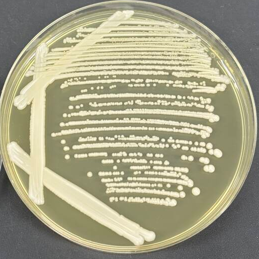 Lactobacillus crudus Yeast-BNCC
