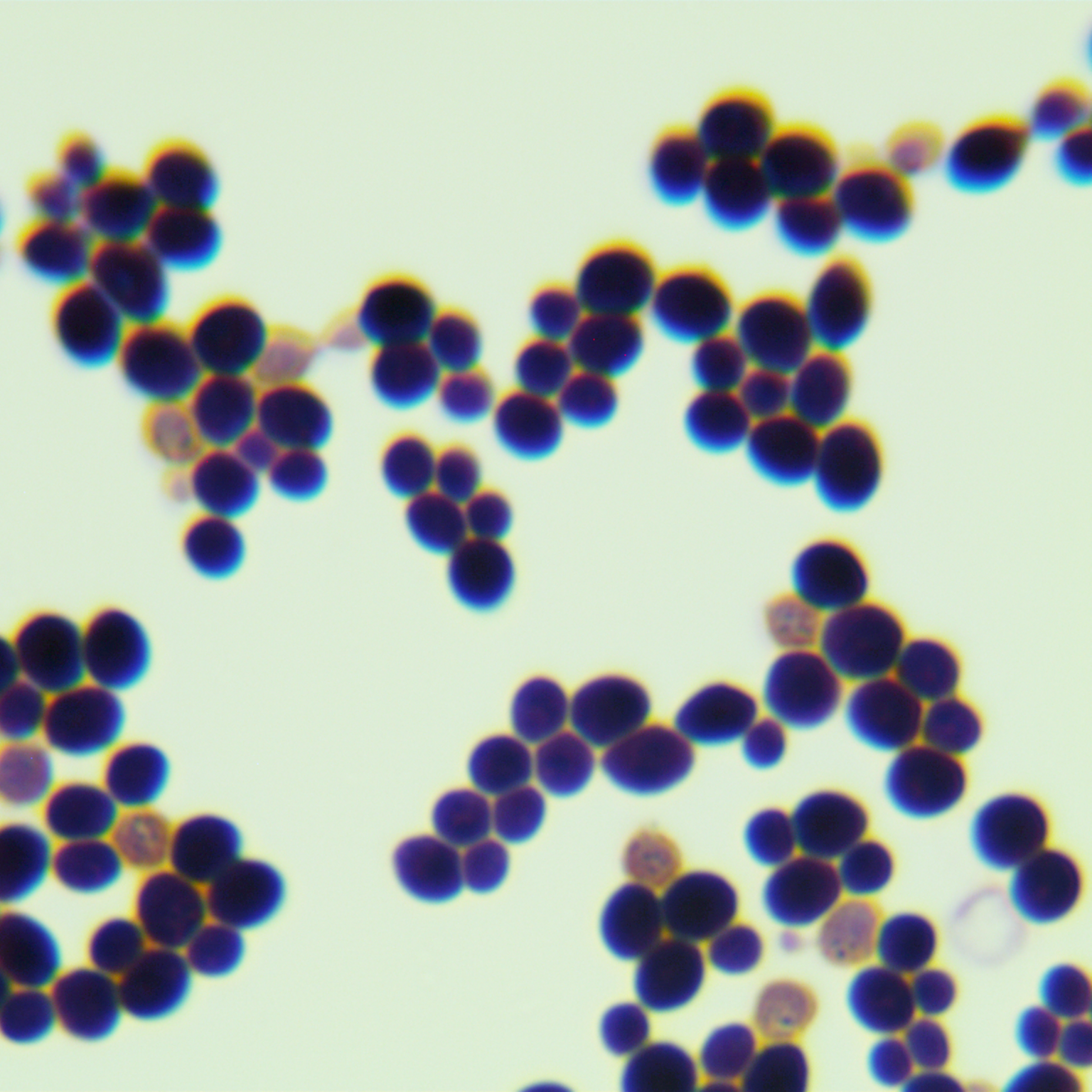 Lactobacillus crudus Yeast-BNCC