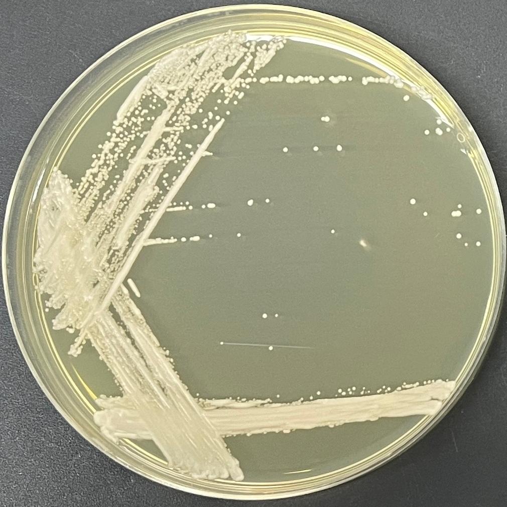 Lactobacillus crudus Yeast-BNCC