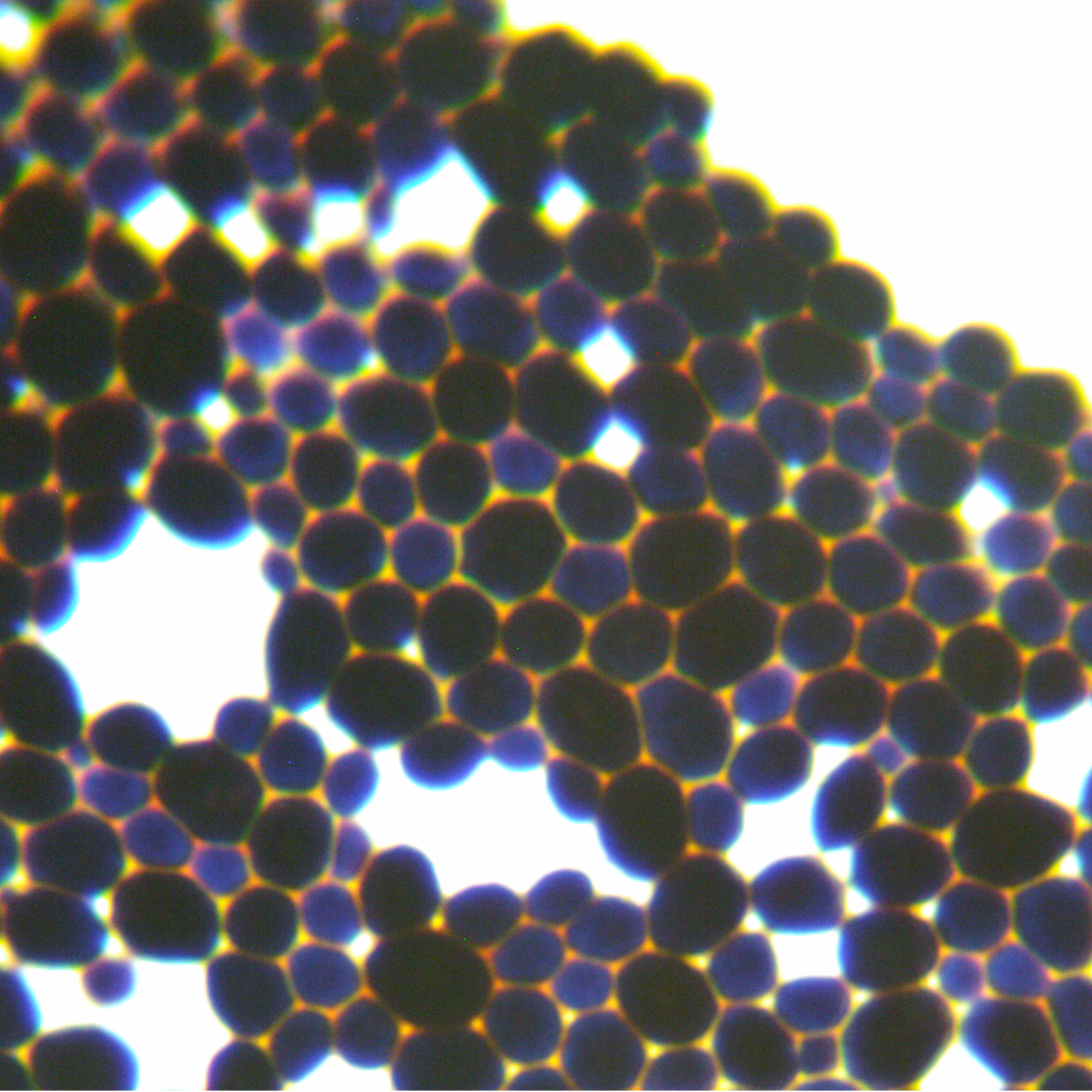 Lactobacillus crudus Yeast-BNCC