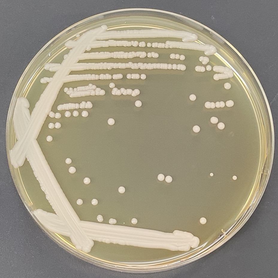 Lactobacillus crudus Yeast-BNCC