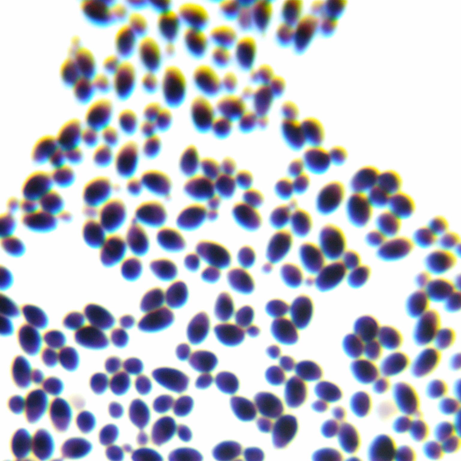 Lactobacillus crudus Yeast-BNCC