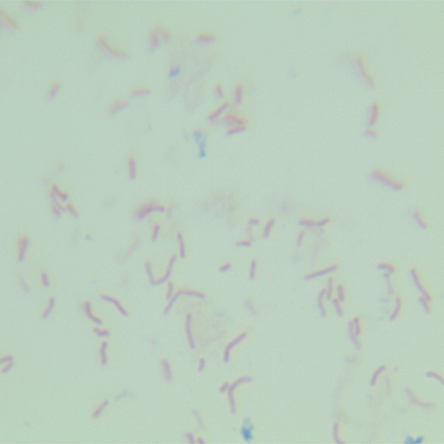Hemophilus salivarius-BNCC