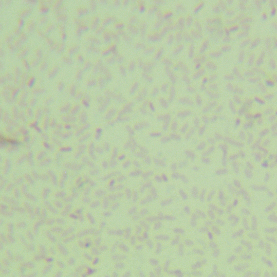 Different types of pseudoalteromonas-BNCC