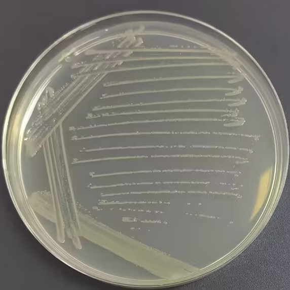 Semi-translucent Pseudomonas alternans-BNCC