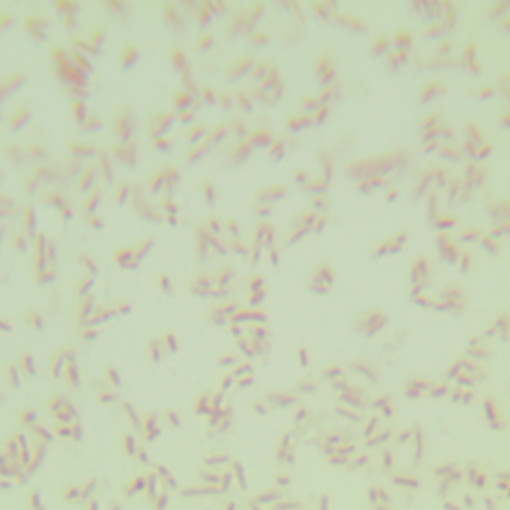 Semi-translucent Pseudomonas alternans-BNCC