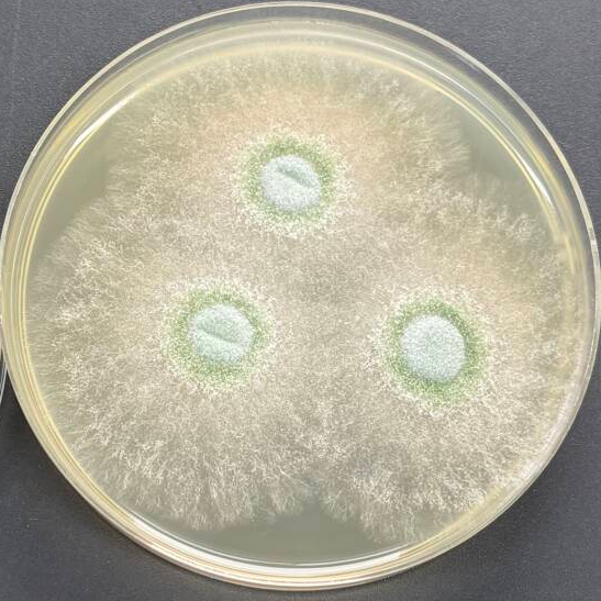 Long branch Trichoderma-BNCC