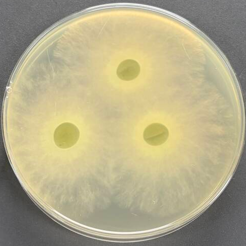 Long branch Trichoderma-BNCC