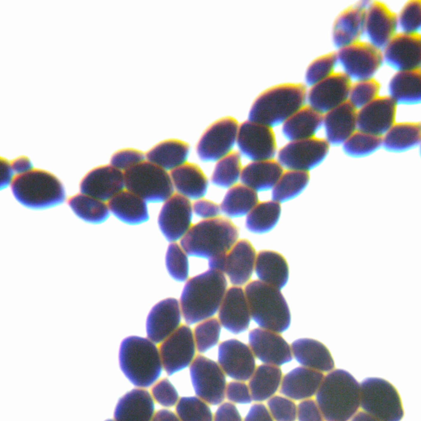 Pingtuo Peisi yeast-BNCC