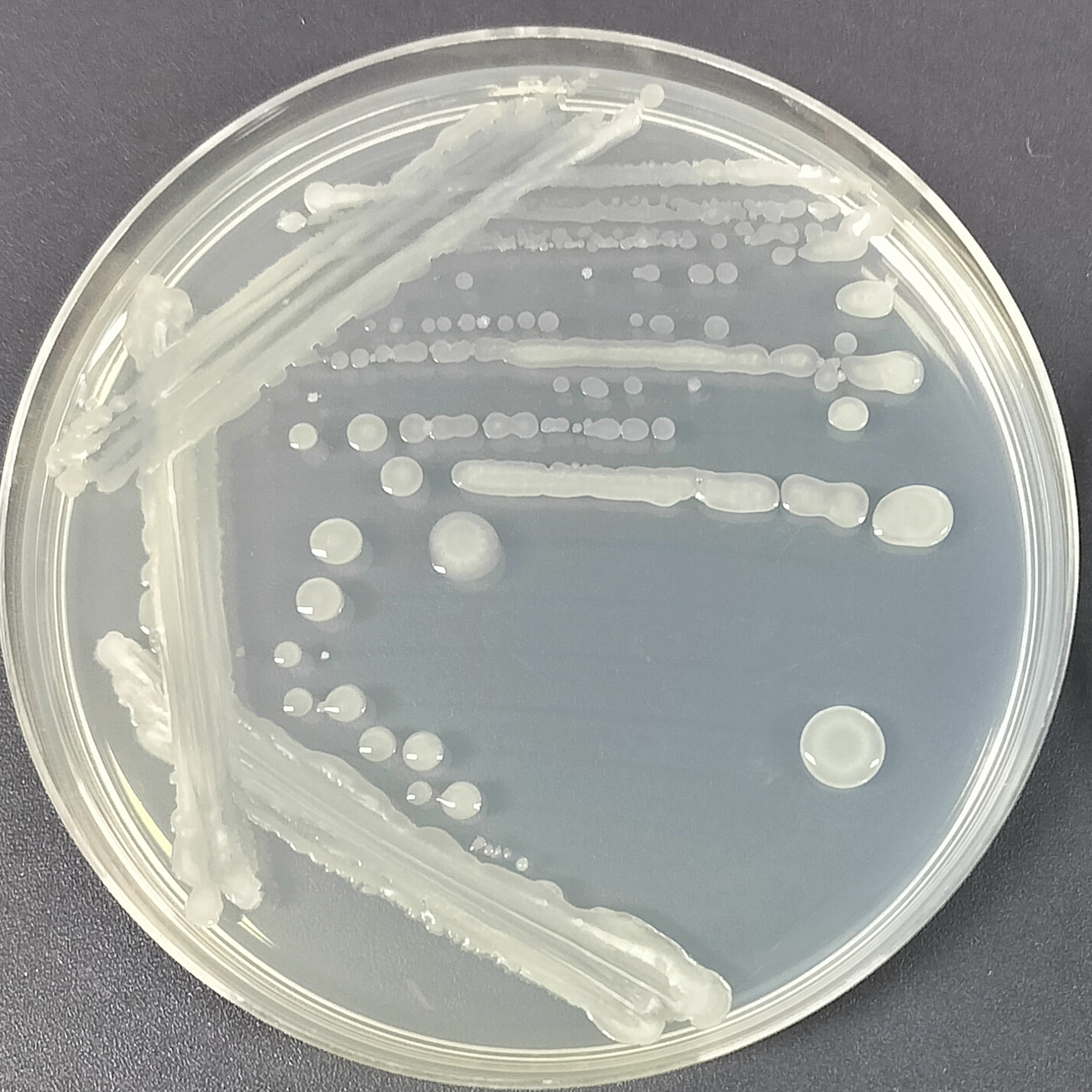 Methylotrophic Bacillus-BNCC