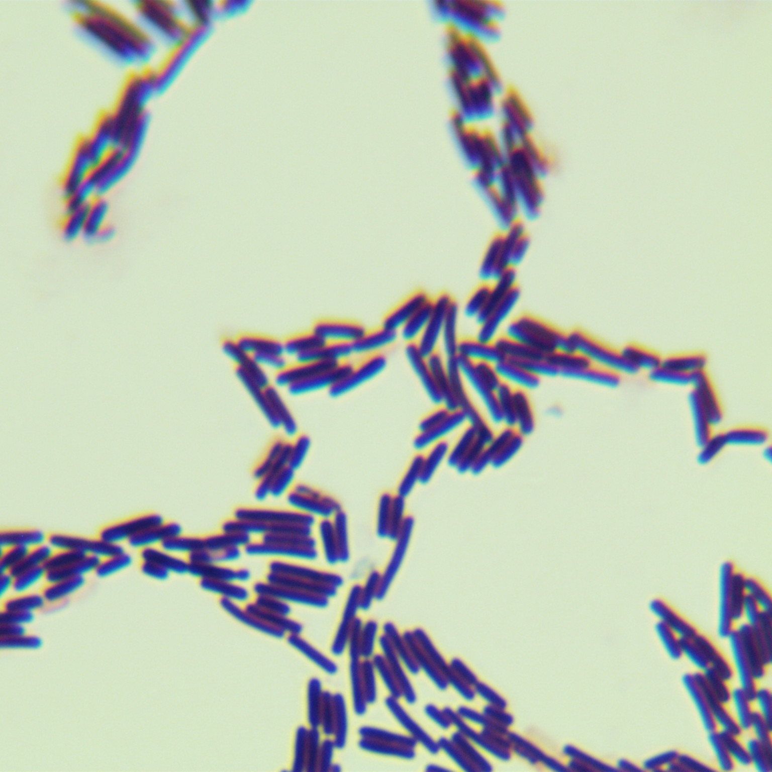 Methylotrophic Bacillus-BNCC