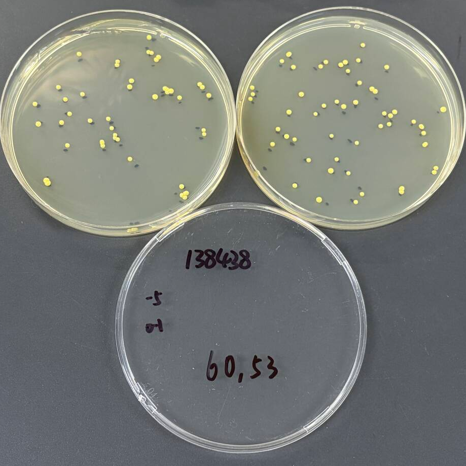 Quantitative strain of Fusarium graminearum-BNCC