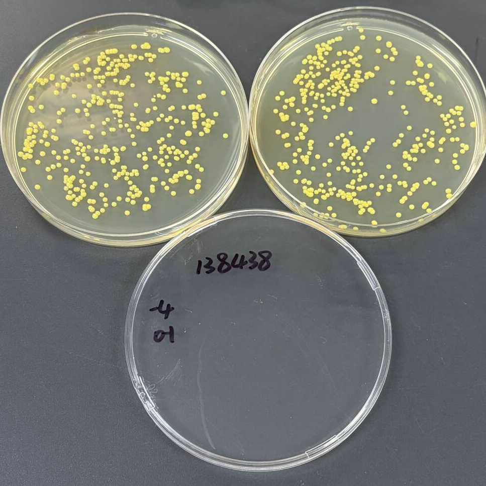 Quantitative strain of Fusarium graminearum-BNCC