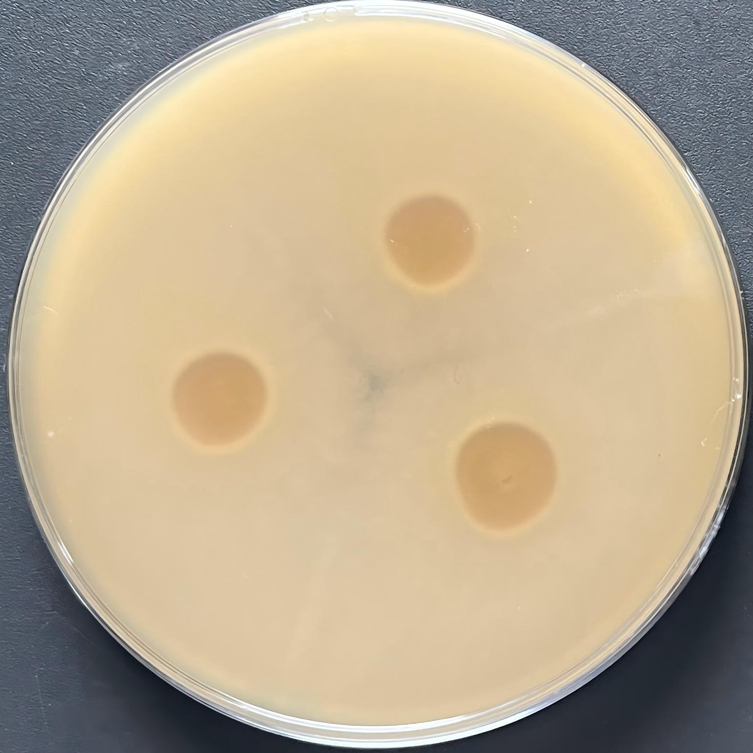 Spectacular silk fungi-BNCC