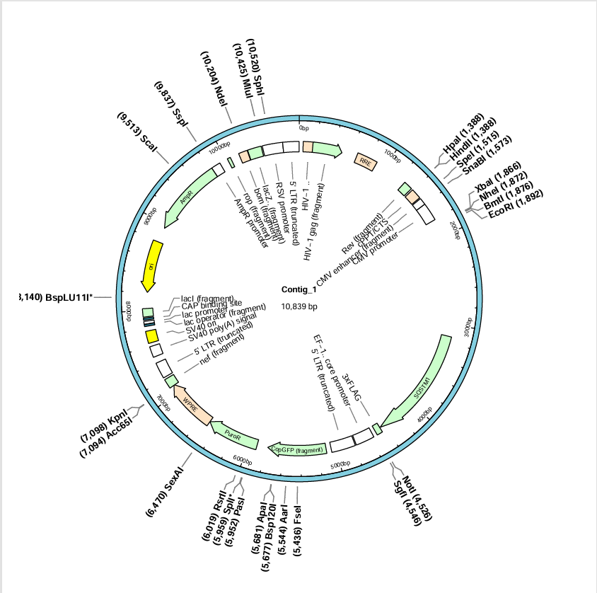 pLV3-CMV-SQSTM1(human)-3×FLAG-CopGFP-Puro-BNCC