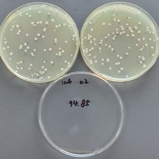 Quantitative strain of Bacillus subtilis-BNCC