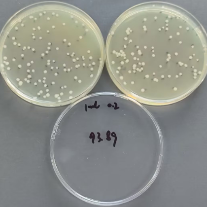 Quantitative strain of Bacillus subtilis-BNCC
