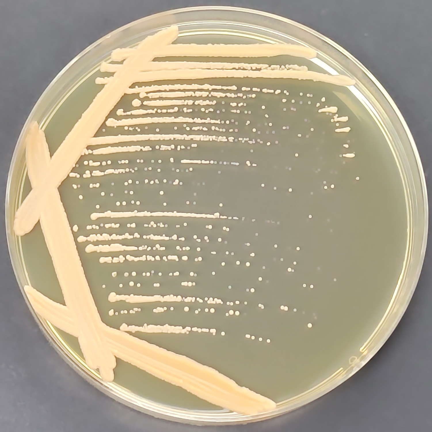 Rhodococcus genus-BNCC