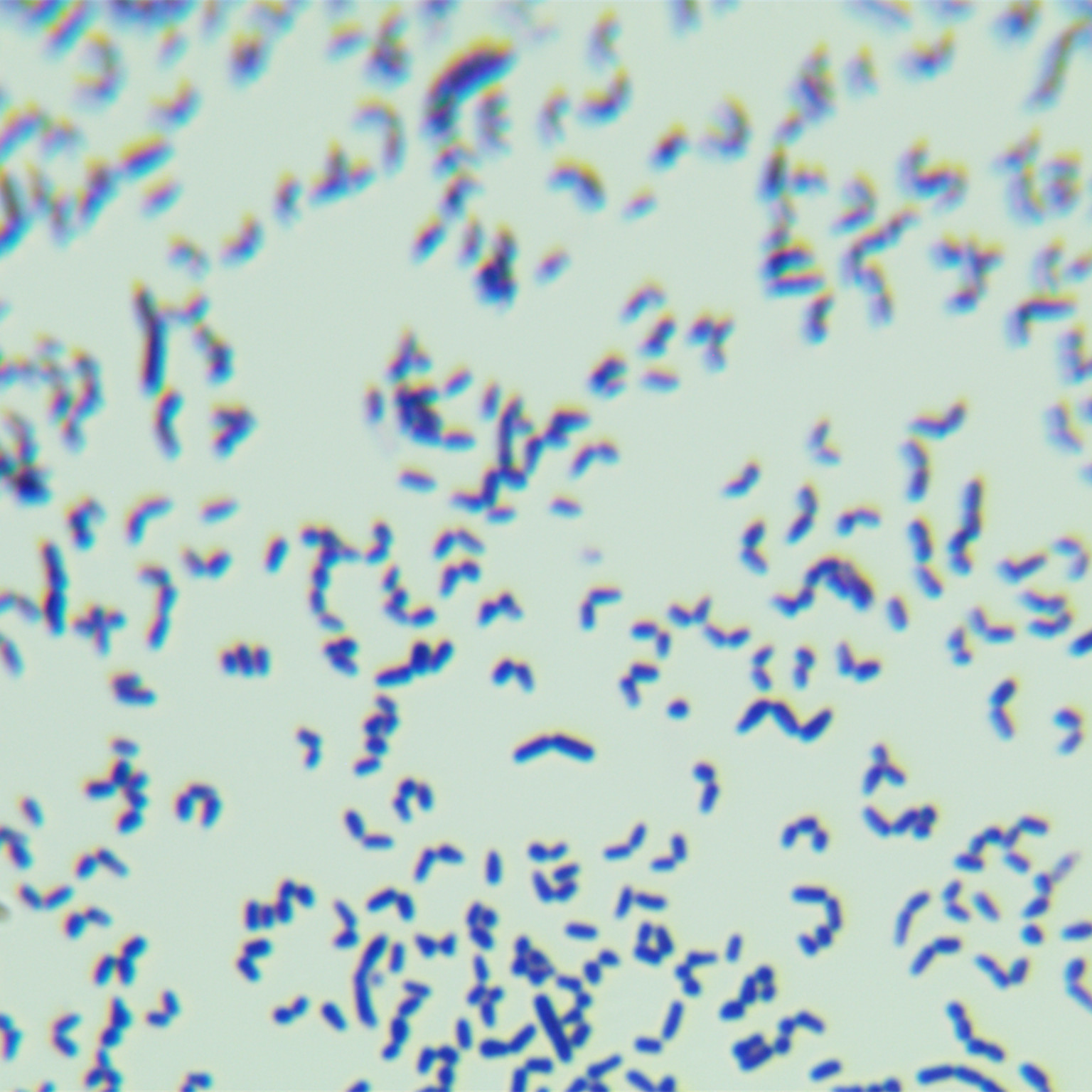 Rhodococcus genus-BNCC