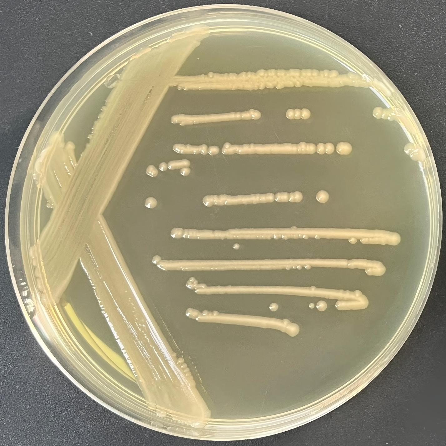 Agona Salmonella-BNCC
