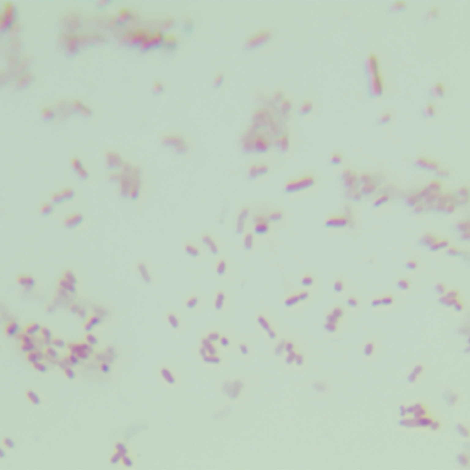 Agona Salmonella-BNCC