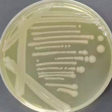 Salmonella Albany-BNCC