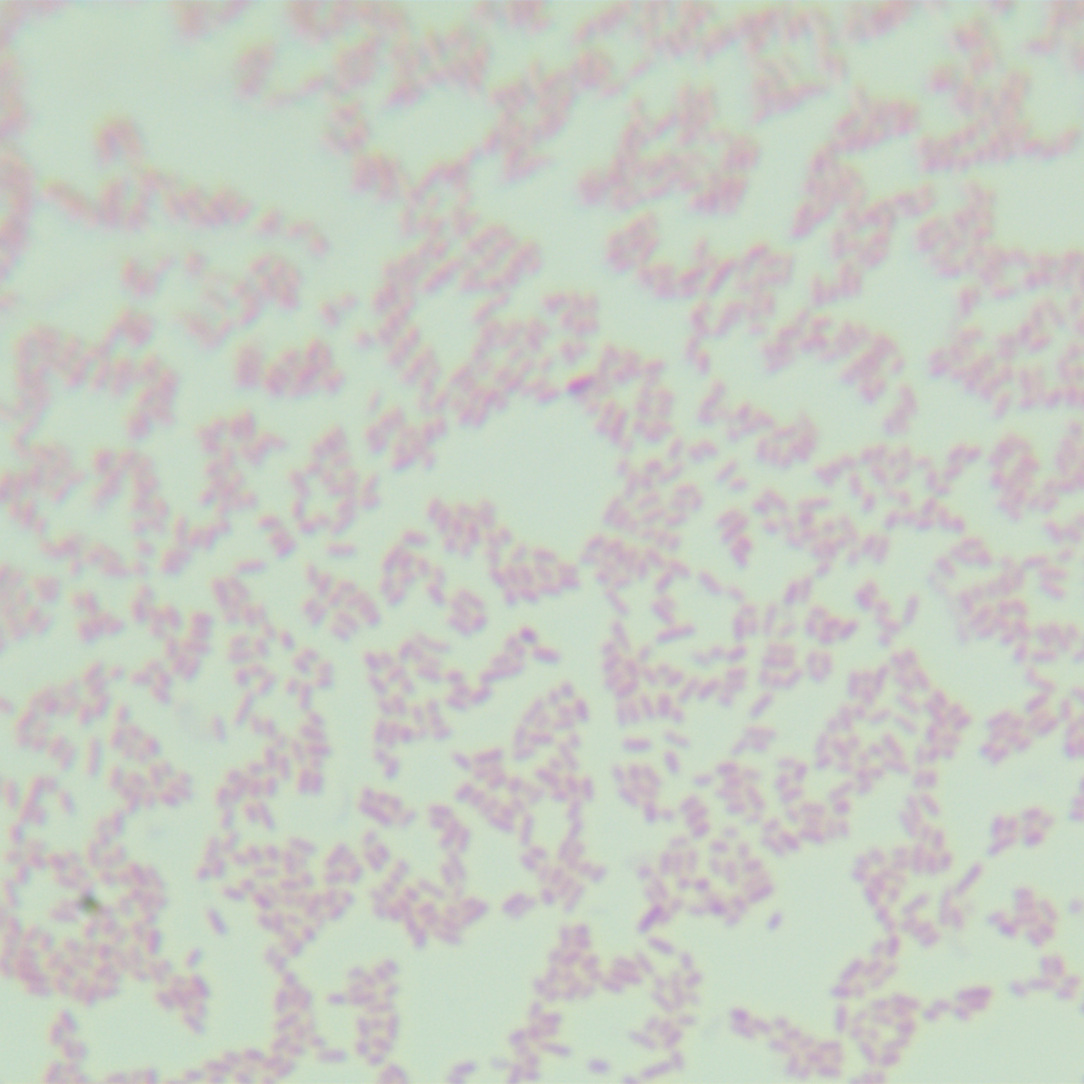 Salmonella Albany-BNCC