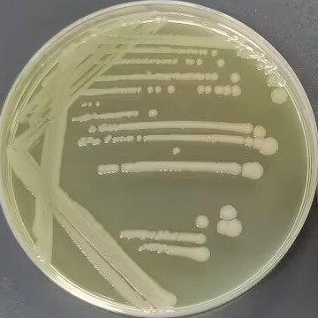 Salmonella essen-BNCC